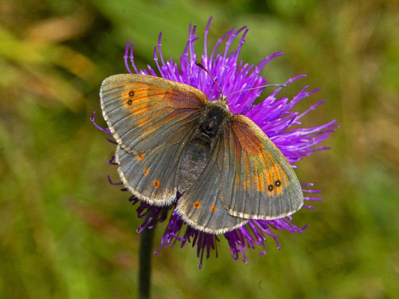 Erebia cassioides???